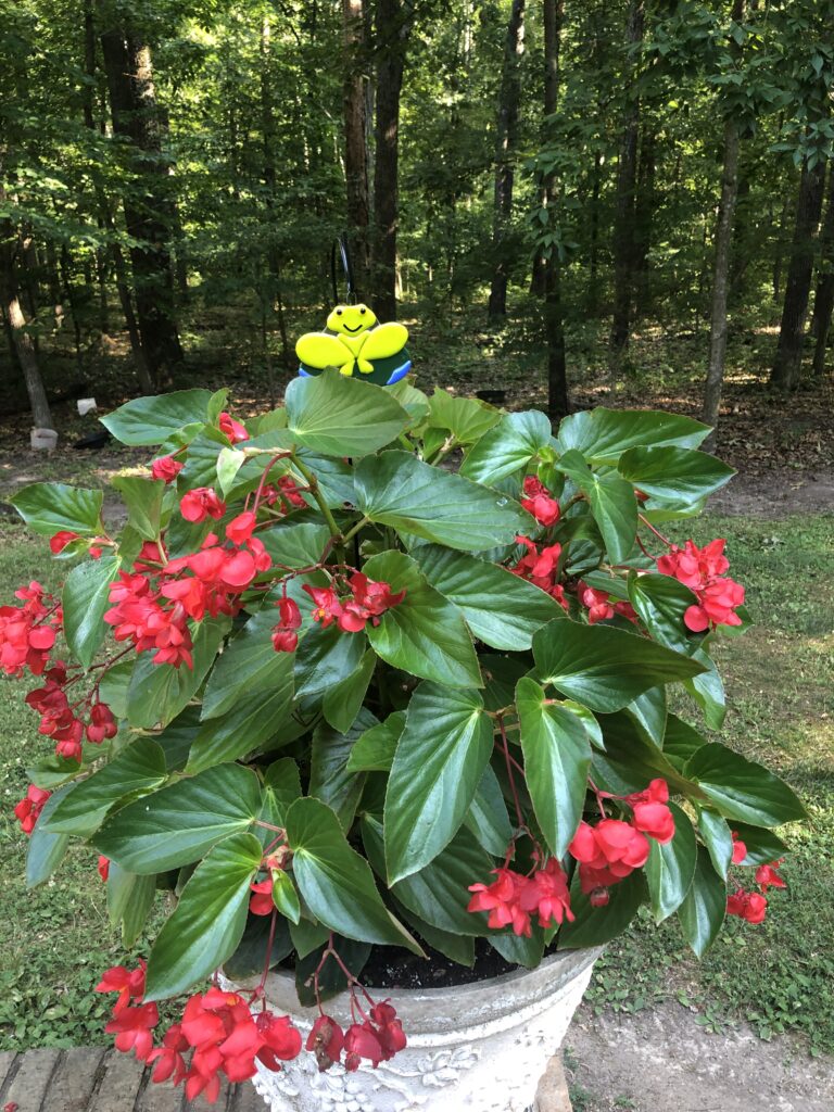 A cheerful green fused glass frog plant stake with a big smile, placed among bright red flowers in a garden setting.